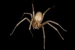 Episode 048: An 8-legged bite: The Evolution of Venom in Spiders and Beyond by Art Woods and Marty Martin