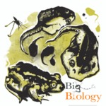 Episode 078: The amphibian omnivore's dilemma: Plasticity-led evolution in spadefoot tadpoles by Art Woods and Marty Martin