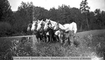 George Helterline Jr. with Percherons by Mary Helterline Flynn