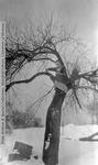 Eva in a tree by Mary Helterline Flynn