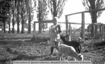 Johnnie feeding lambs by Mary Helterline Flynn