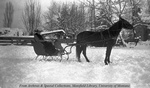 Mary Helterline Flynn driving a sleigh by Mary Helterline Flynn